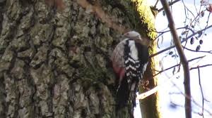 Attēlu rezultāti vaicājumam “Dendrocopos medius nest”