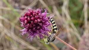 Attēlu rezultāti vaicājumam “Bembix rostrata”