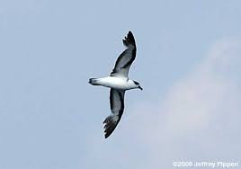 Image result for Pterodroma hasitata