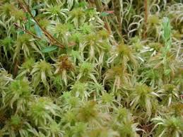 Attēlu rezultāti vaicājumam “Sphagnum sporophyte”