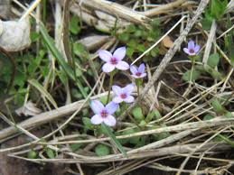 Attēlu rezultāti vaicājumam “Rubiaceae”