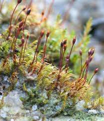 Attēlu rezultāti vaicājumam “Dicranella staphylina”