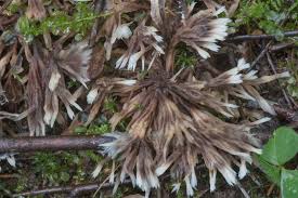 Attēlu rezultāti vaicājumam “Thelephora penicillata”