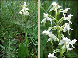 Attēlu rezultāti vaicājumam “Platanthera chlorantha flower”