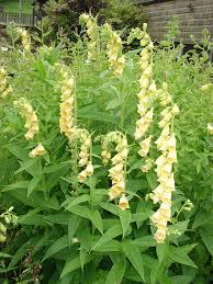 Image result for Digitalis grandiflora