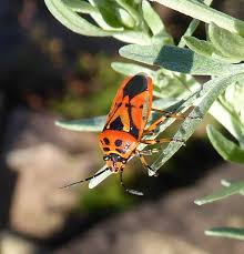 Attēlu rezultāti vaicājumam “Eurydema dominulus”
