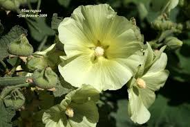 Image result for Alcea rugosa