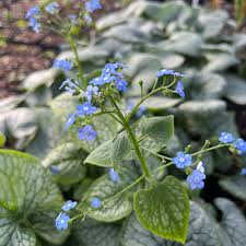 Image result for Brunnera `Jack Frost`