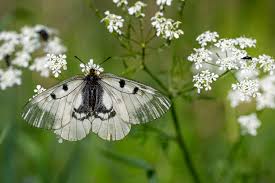 Attēlu rezultāti vaicājumam “Parnassius mnemosyne”