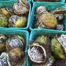 Attēlu rezultāti vaicājumam “Anisantha tectorum fruit”