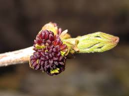 Attēlu rezultāti vaicājumam “Fraxinus pennsylvanica male flower”