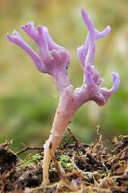 Attēlu rezultāti vaicājumam “Ramariopsis pulchella”