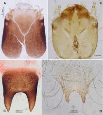 Attēlu rezultāti vaicājumam “Colloderma robustum young”