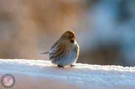 Attēlu rezultāti vaicājumam “Carduelis flammea female”