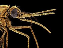 Attēlu rezultāti vaicājumam “Diachea muscorum plasmodium”