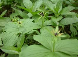 Attēlu rezultāti vaicājumam “Paris quadrifolia”