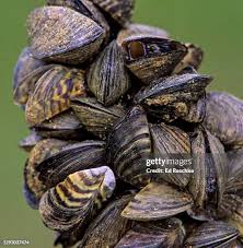 Attēlu rezultāti vaicājumam “Dreissena polymorpha”