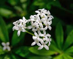 Attēlu rezultāti vaicājumam “Galium odoratum flower”