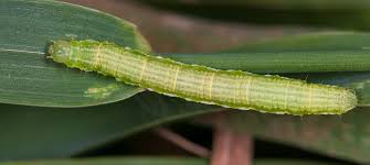 Attēlu rezultāti vaicājumam “Anticollix sparsata”