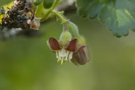 Attēlu rezultāti vaicājumam “Ribes uva-crispa flower”