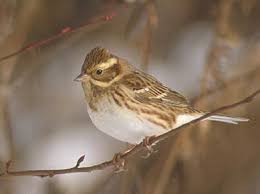 Image result for Emberiza rustica