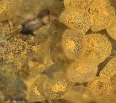 Attēlu rezultāti vaicājumam “Arcyria, Heterotrichia sp.”