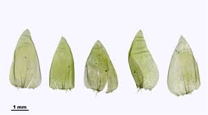 Attēlu rezultāti vaicājumam “Plagiothecium undulatum”