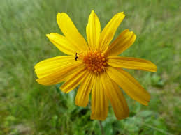 Attēlu rezultāti vaicājumam “Arnica montana”