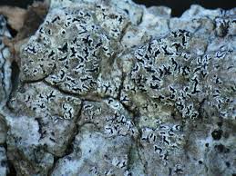 Attēlu rezultāti vaicājumam “Opegrapha rufescens”