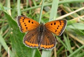 Attēlu rezultāti vaicājumam “Lycaena dispar”