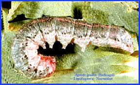 Attēlu rezultāti vaicājumam “Agrotis ripae larva”