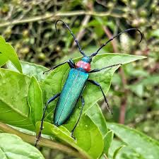 Attēlu rezultāti vaicājumam “Aromia moschata”