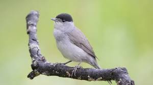 Attēlu rezultāti vaicājumam “Sylvia atricapilla male”
