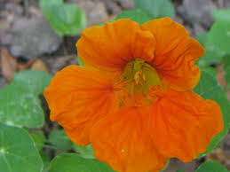 Image result for Tropaeolum majes