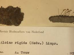 Attēlu rezultāti vaicājumam “Aloina rigida”