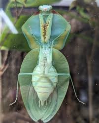 Attēlu rezultāti vaicājumam “Choerades sp.”