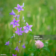 Attēlu rezultāti vaicājumam “Campanula patula flower”