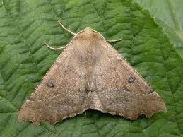 Attēlu rezultāti vaicājumam “Odontopera bidentata”