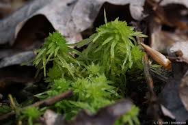 Attēlu rezultāti vaicājumam “Sphagnum fimbriatum”