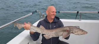 Image result for Scyliorhinus stellaris