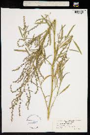 Attēlu rezultāti vaicājumam “Atriplex littoralis fruit”