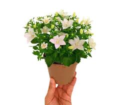 Image result for Campanula isophylla