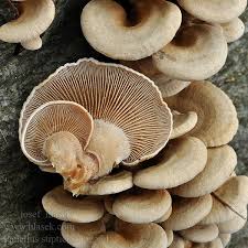 Attēlu rezultāti vaicājumam “Panellus stipticus”