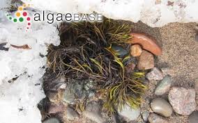 Attēlu rezultāti vaicājumam “Furcellaria lumbricalis”