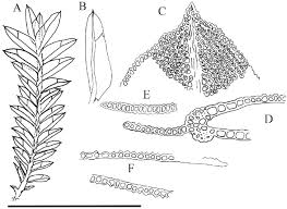 Attēlu rezultāti vaicājumam “Harpanthus flotovianus cells”