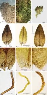 Attēlu rezultāti vaicājumam “Grimmia muehlenbeckii”