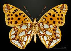 Attēlu rezultāti vaicājumam “Issoria lathonia upperside”