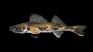 Image result for Sander vitreus