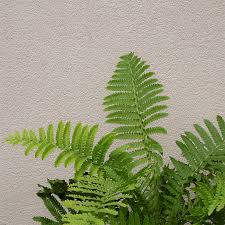 Attēlu rezultāti vaicājumam “Matteuccia struthiopteris”