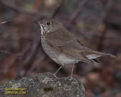 Image result for Catharus minimus